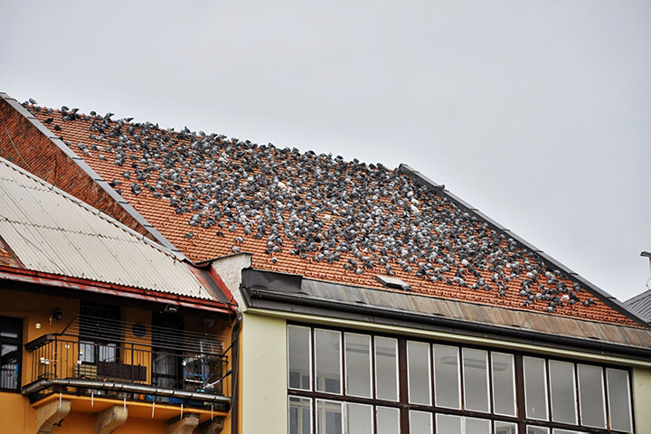A2B Pest Control are able to install spikes to deter birds from roofs in Skelmersdale. 