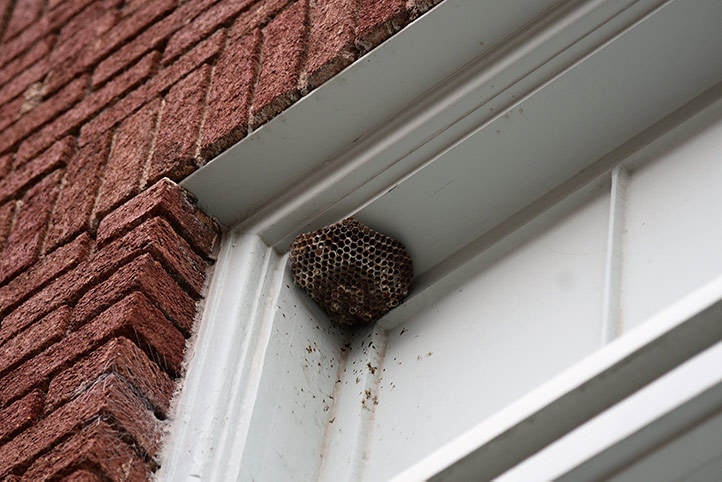 We provide a wasp nest removal service for domestic and commercial properties in Skelmersdale.